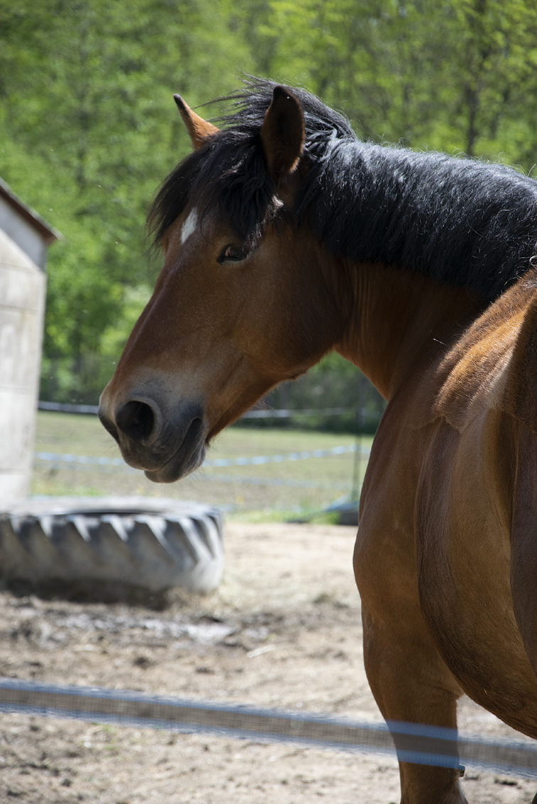 Un cheval de la ferme pédagogique à Romilly-sur-Seine